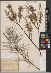 Foto von Salix eleagnos subsp. angustifolia (Cariot) Rech. f.